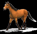 Horse Animation